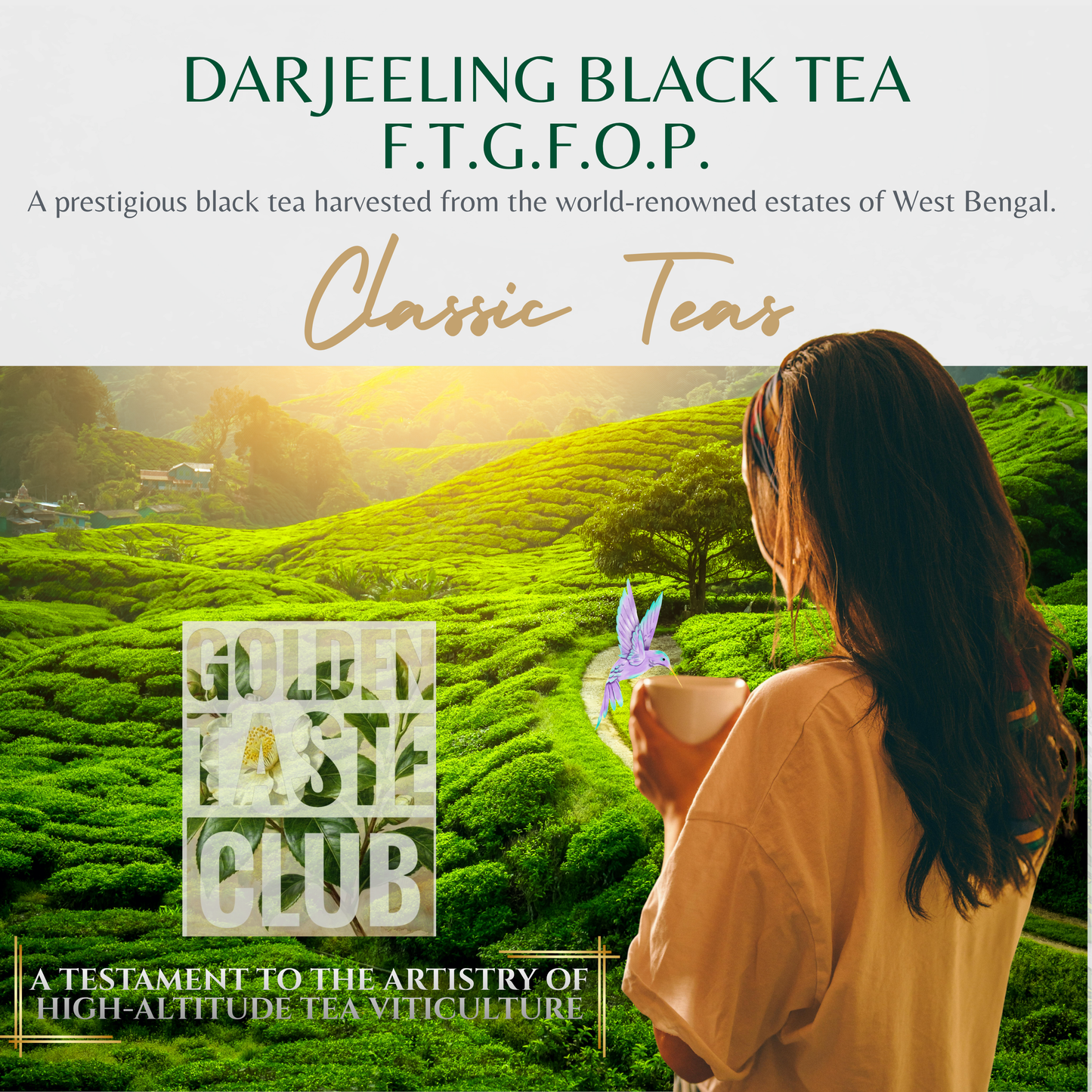 Thé noir Darjeeling (F.T.G.F.O.P.)