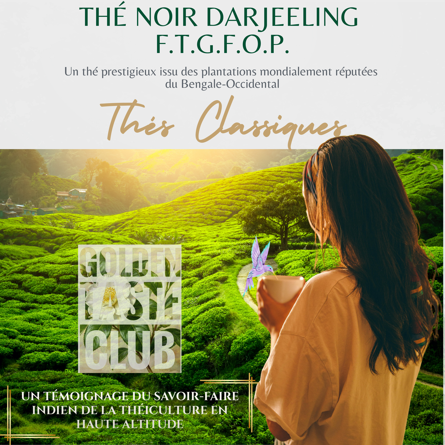 Thé noir Darjeeling (F.T.G.F.O.P.)